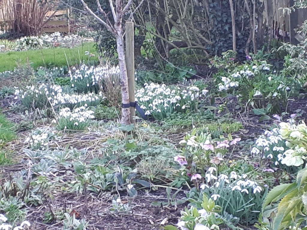 Snowdrops