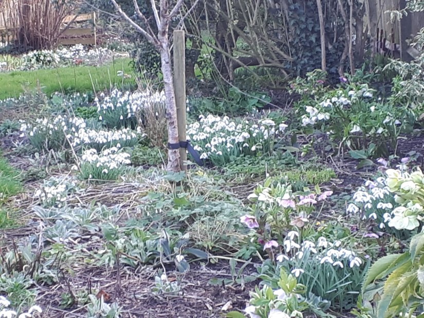 Snowdrops