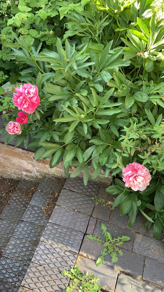 Three pink peony flowers on a plant in a garden