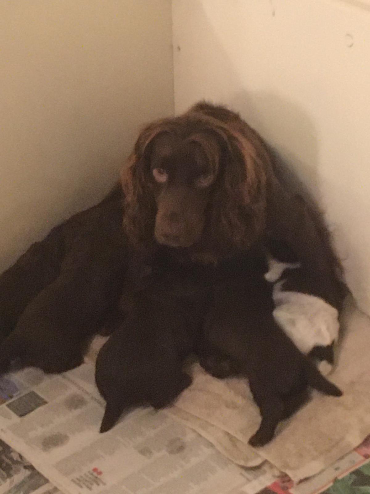 A cocker spaniel and her puppies. 