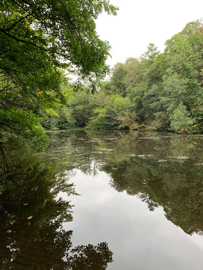 Lake surrounded by trees