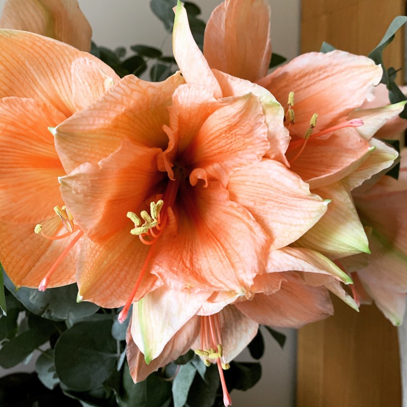 Close up of Peach Amaryllis