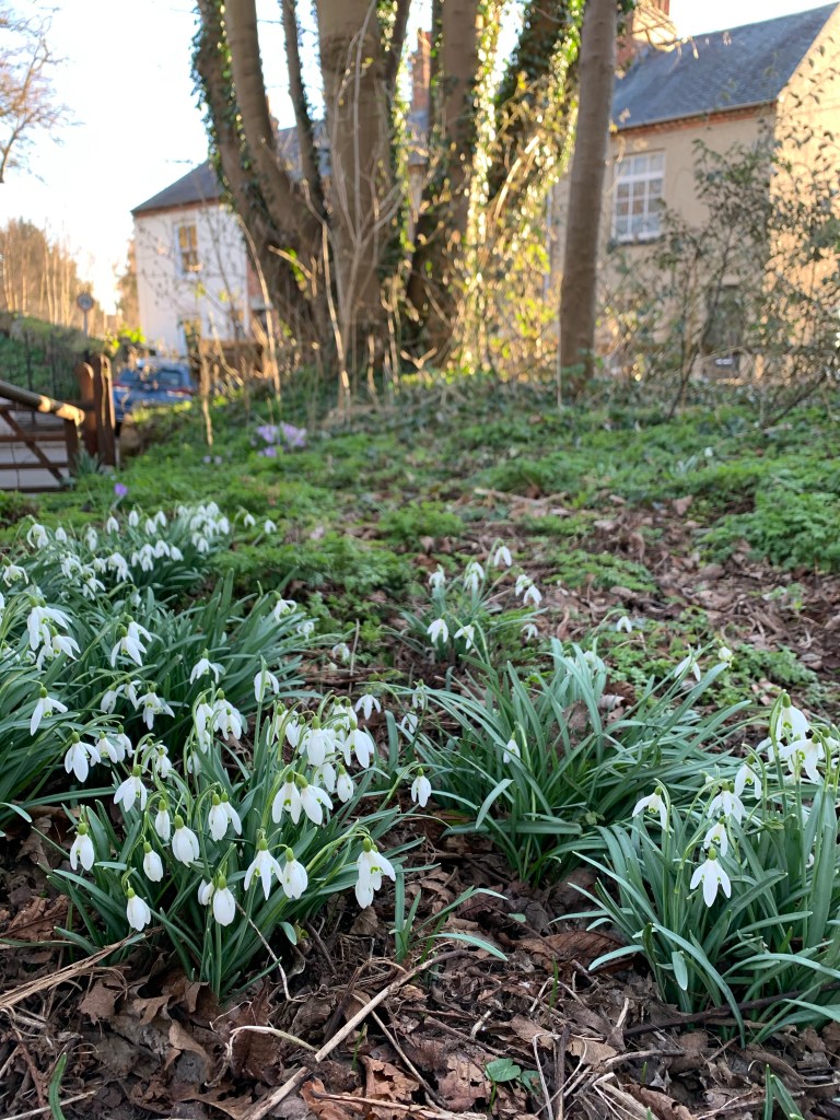 Some snowdrops in a park near my house on Sunday