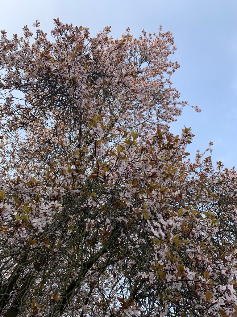 Blossoms on a tree and sky