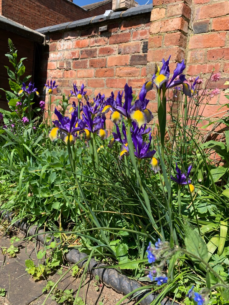 Purple and pink flowers in a messy border that needs weeding.