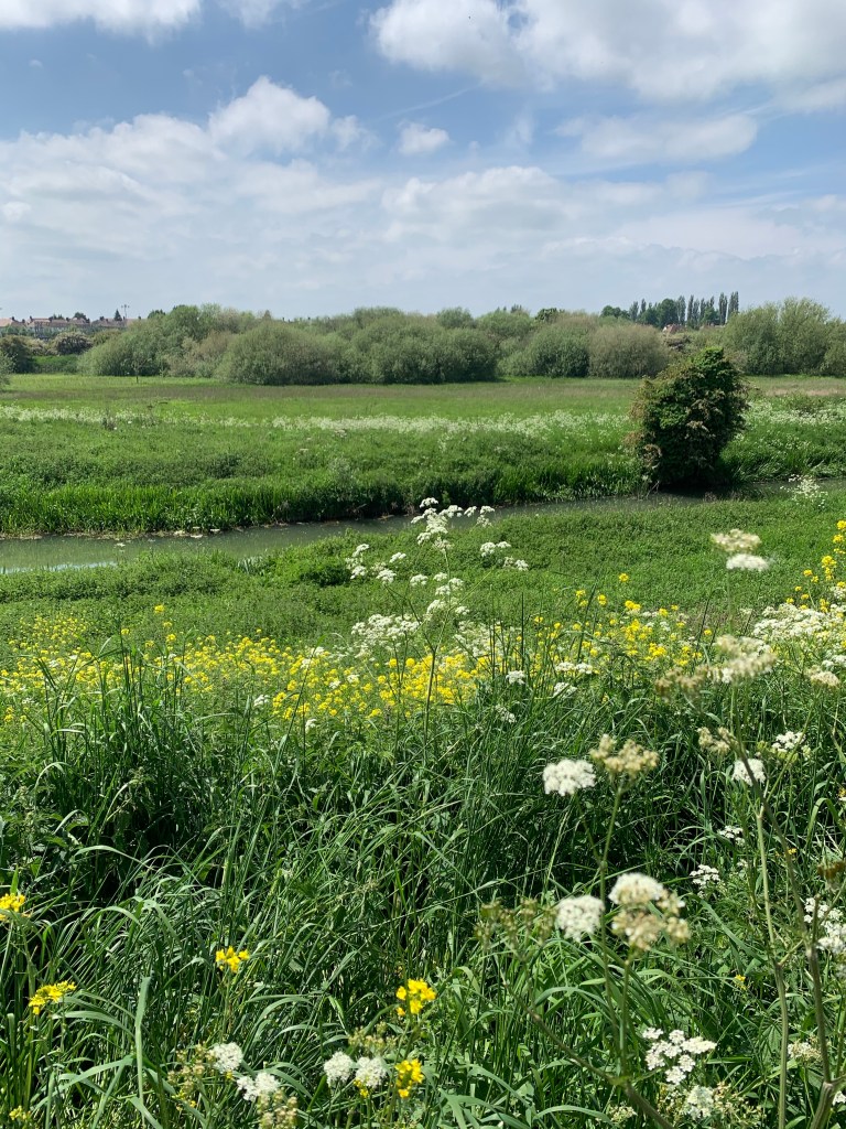 A small river and its surroundings, looking very green and pretty in the sunshine.