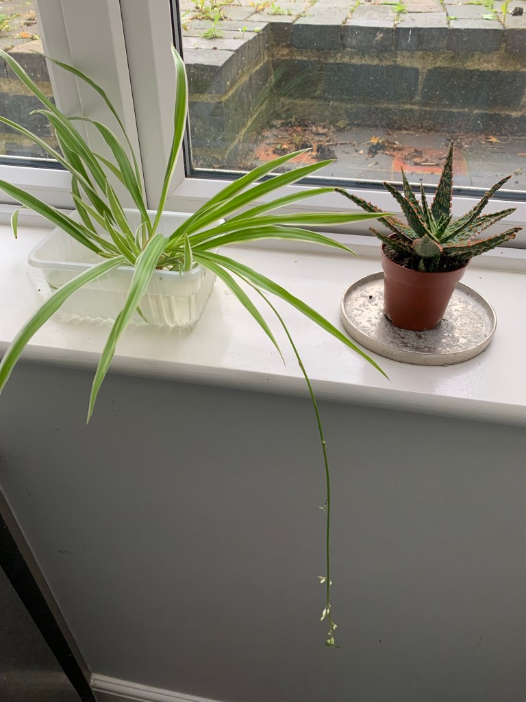 A baby spiderplant in water and a small aloe vera plant on a window sill.