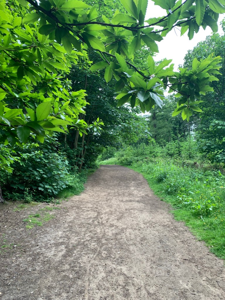 A woodland path